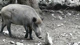 Sus scrofa Linnaeus, 1758