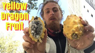 Yellow Dragon Fruit Review