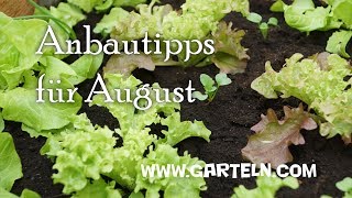 Anbautipps für den August