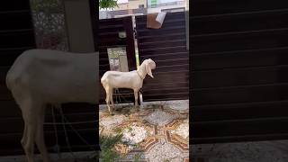 goat #viral #youtubeshorts #ytshorts #subscribe #shortsvideo #beautiful #shorts