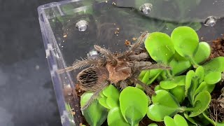 Curly hair tarantula sling rehouse and feeding clips. Tliltocatl albopilosus