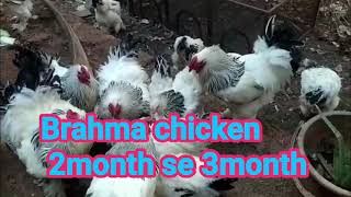 Brahma chicken for sale 2month to 3month Old Chicks available 8103145060 Madhya Pradesh chhindwara