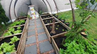 Como iniciar uma horta caseira em estufa feita com canos de PVC e tomates cultivados a campo aberto