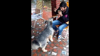 Perro rescatado de la calle casi sin vida, ahora muestra su inteligencia🤗