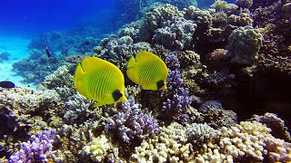 SCUBA DIVING Hurghada Dive GoPro5 Tauchen Egypt Ägypten хургада 2018