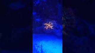 Bounce Mushroom Coral