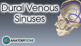 Dural Venous Sinuses | 3D Anatomy Tutorial