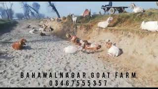 Makhi Cheeni Goats of Madrasa Bahawalnagar