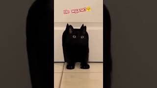 Классная лазейка у котейки😸 #shorts