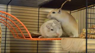 Cute Gerbils Grooming