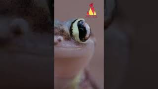 Geckos lick their eyes to clean them!