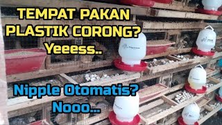 Alasan Saya Memakai Lagi Tempat Pakan Plastik Corong, dan Mencopot Nipple Otomatis Air Minum