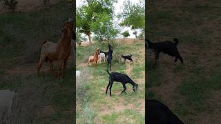 Goats are grazing in the Thar desert #ytshorts #goats #thar #animals #desertlife #viral #pet #trees