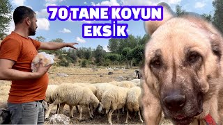 70 TANE KOYUN 3 TANE KÖPEK EVE GELMEDİ ! KANGALLAR SÜRÜDEN AYRILAN KOYUNLARI YALNIZ BIRAKMADI/KANGAL