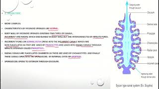 PORIFERA CANAL SYSTEM