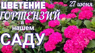 Цветение ГОРТЕНЗИЙ в нашем саду 💕 Этого мы ждём целый  год ! 😲😊 Прогулка, обзор сада🌞27  июня.