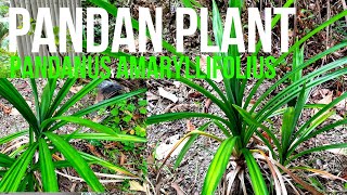 Pandan Plant (Pandanus amaryllifolius) Ating Paramihin sa Farm