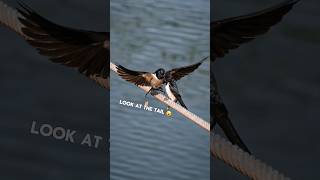 I photographed a swallow feeding mid-air 🤯📸