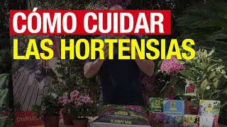 Cómo cuidar las hortensias - COMPO Jardinería