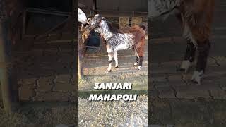 Makachena bakra sanjari goat farms mahapoli