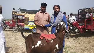 Goat farming | Machiwal Mandi 8-3-2024 |Mandi | Goats mandi | Mandi Machiwal