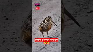 Most trending funny Bird dancing #viral#shorts#trending#funny