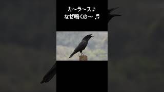 #紀ノ川流域いきものチャンネル　#和歌山県