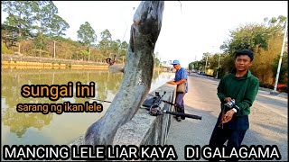 MANCING LELE LIAR‼️KAYA DI KOLAM GALATAMA