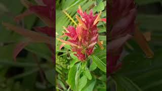 Shrimp plant (Justicia brandegeana)