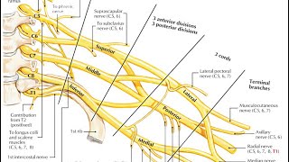 Brachial plexus