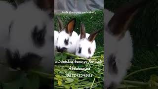 cute bunnies#youtubeshorts #bunny #pet #animal #rabbit