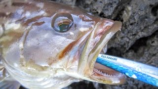 Shore jigging. Goldblotch grouper (Kirnja zlatica, Epinephelus costae). 30.04.2016.