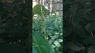 How many pods can a bean plant produce - pods from a bean plant