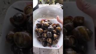 Frying snails #food