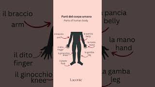 Human Anatomy Vocabulary  #italian #learning #anatomy #vocabulary #shorts #fypシ #laconic #vista