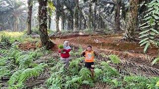 Beli Pencok Lanjut Kita cari sayur pakis