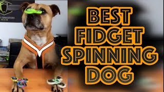 BEST Funny Fidget Spinner Dog Trick Spinning Toy Craze vs Dog