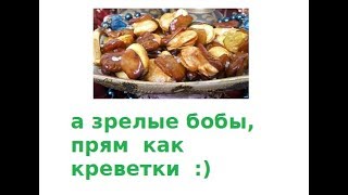 149. БОБЫ-это вкусно, полезно, сидерат, отпугивает вредителей, привлекает пчел и пр.