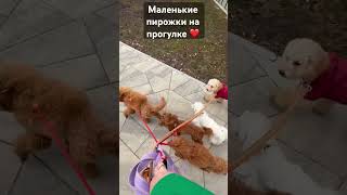 #cat #dog #funny #мальтипу #пудель #рекомендации #собаки #тойпудель #топ #cutedog