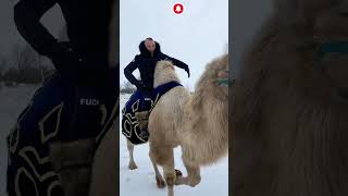 Верблюд зимой! 🐫 Семён Фролов в зоопарке ZooLand ( Брянская область ) #animals