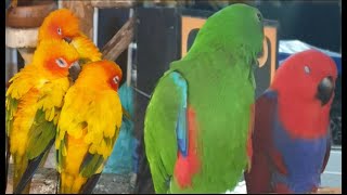 LOVE BIRDS SOUNDS