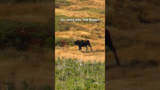 Would You Go After This Bull Moose? #hunting #moose #nloa