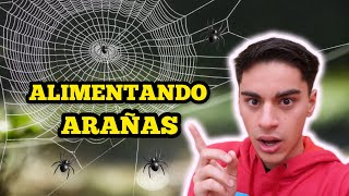 ALIMENTANDO LAS ARAÑAS DE MI CASA🕷️😱😳