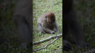 WildLife series 73 #monkeys  eating grass