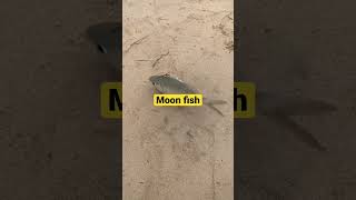 Moon fish using with my minow 5g #shimano #fishingvideo #fishing #luresfishing #reels #lures