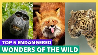 Endangered Wonders of the Wild 🌍 | The Curious Maple