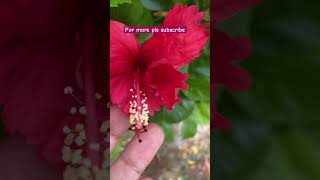 #gardenplants #sukoon #gardenflowers #subscribe #ytviral #flowers #gardening #growmoretrees #plants