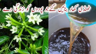 100% Organic Liquid Fertilizer for All Plants | DIY Fertilizer for Yellow Leaves | Best Fertilizer