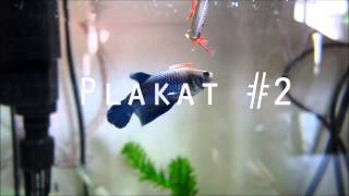 FEEDING MALE PLAKATS. Quick Film.