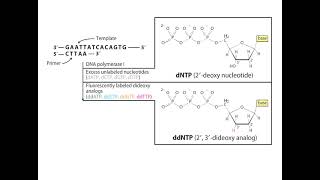 Dideoxy Sequencing of DNA Animation I CSIR NET Life Science I GATE Life Science I DBT JRF